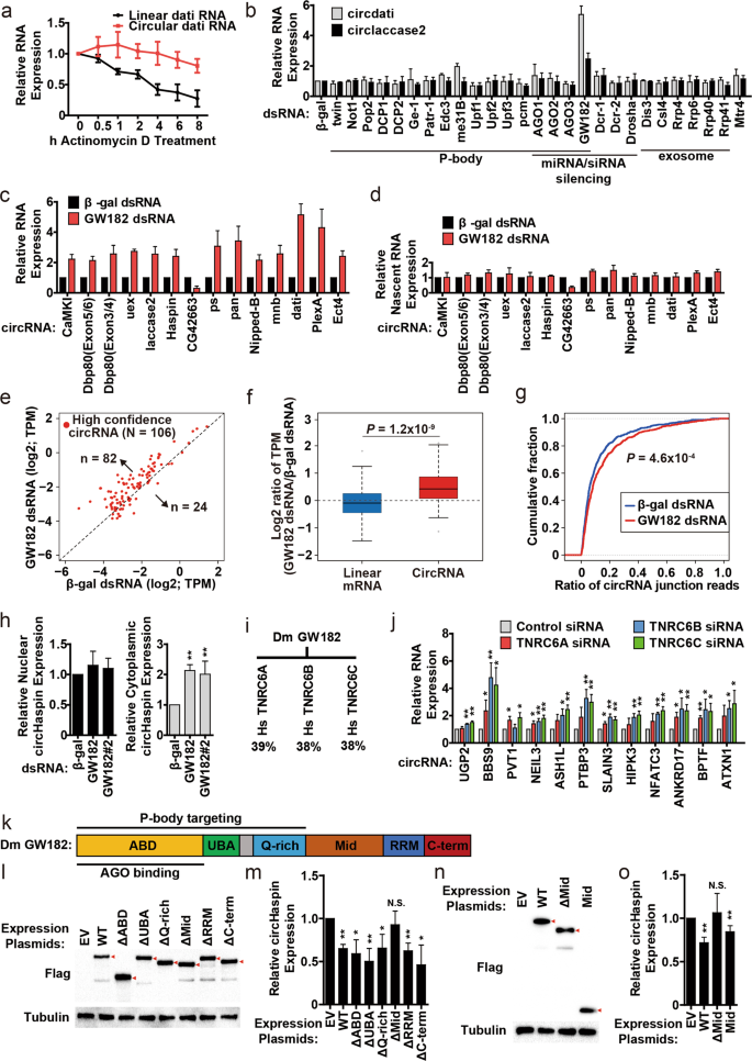 Defining An Evolutionarily Conserved Role Of Gw1 In Circular Rna Degradation Cell Discovery Defining An Evolutionarily Conserved Role Of Gw1 In Circular Rna Degradation Cell Discovery