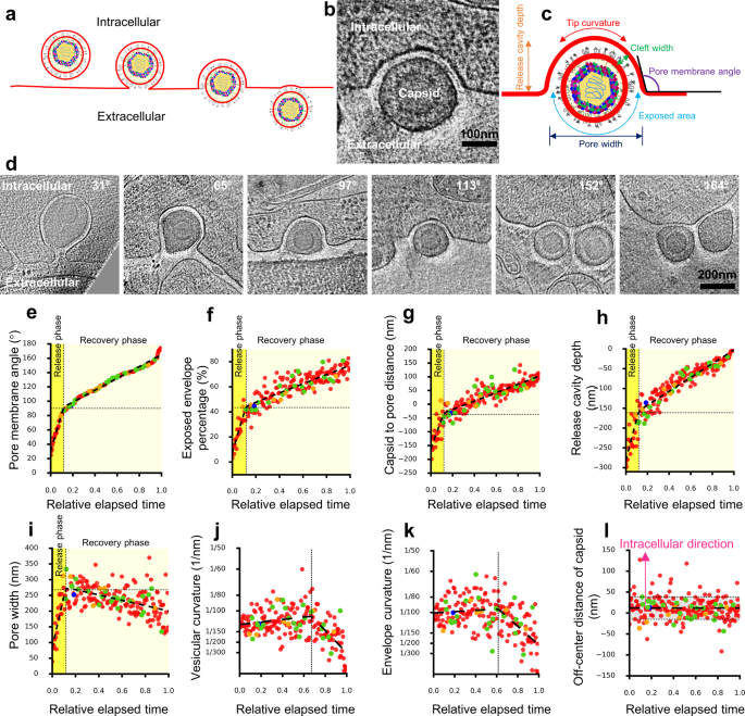 Biphasic Exocytosis Of Herpesvirus From Hippocampal Neurons And Mechanistic Implication To Membrane Fusion Cell Discovery Biphasic Exocytosis Of Herpesvirus From Hippocampal Neurons And Mechanistic Implication To Membrane Fusion Cell Discovery