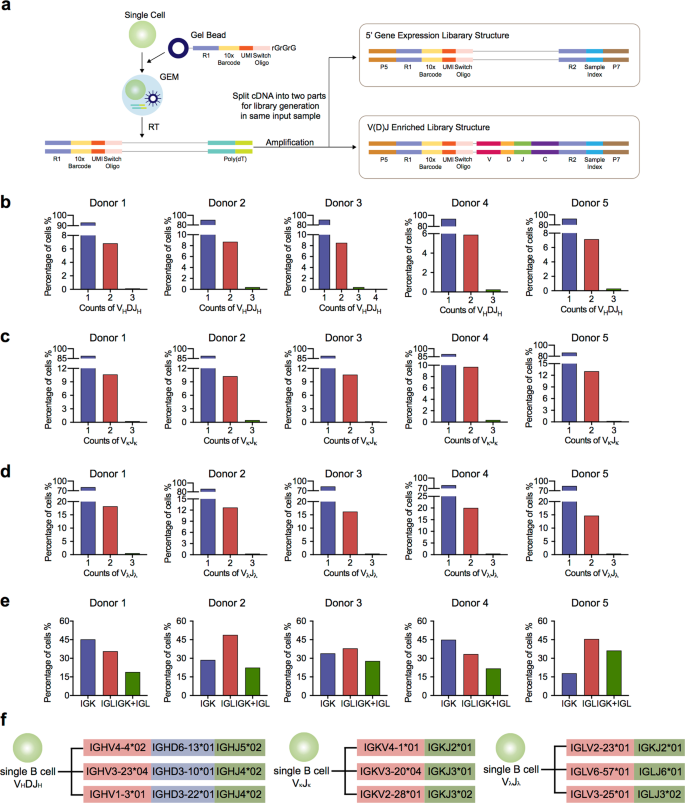 More Than One Antibody Of Individual B Cells Revealed By Single Cell Immune Profiling Cell Discovery