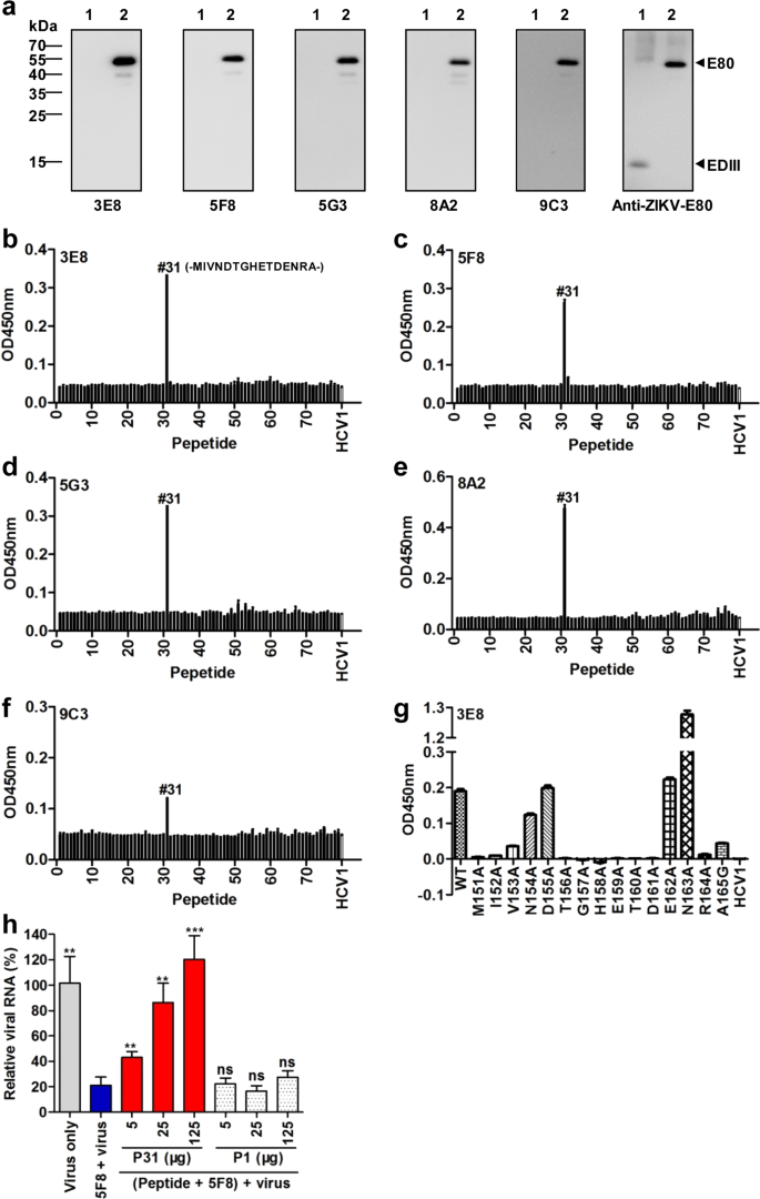 A New Class Of Broadly Neutralizing Antibodies That Target The Glycan Loop Of Zika Virus Envelope Protein Cell Discovery