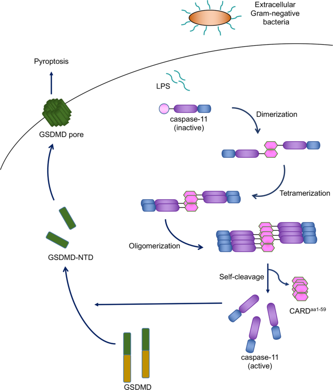 Crystal structure of caspase-11 CARD provides insights into caspase-11  activation | Cell Discovery