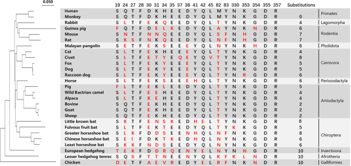 Fig. 1: Phylogenetic analysis of 26 animals based on ACE2 and characteristics of the SARS-CoV-2 RBD-binding residues of ACE2s.