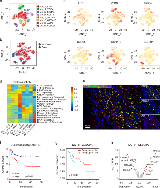 Fig. 2: Identifying distinct myeloid cell clusters in HCC.