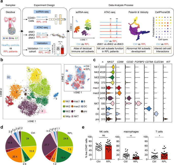 Fig. 1: An atlas of decidual immune cells in RPL patients.