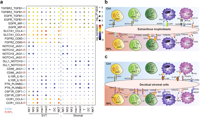 Fig. 6: Alteration of decidual immune responses in RPL patients.