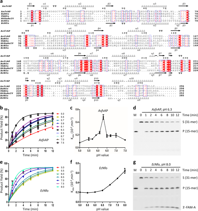 A Unique Dna Binding Mode Of African Swine Fever Virus Ap Endonuclease Cell Discovery