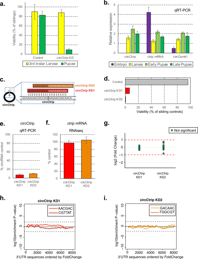 Analysis of DMC1 Knockdowns Generated by the In Vivo siRNA