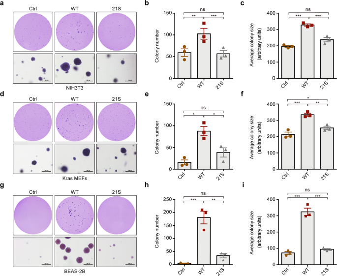 Fig. 6: The 21S mutations impair the tumorigenic capability of EML4–ALK in soft-agar colony formation.