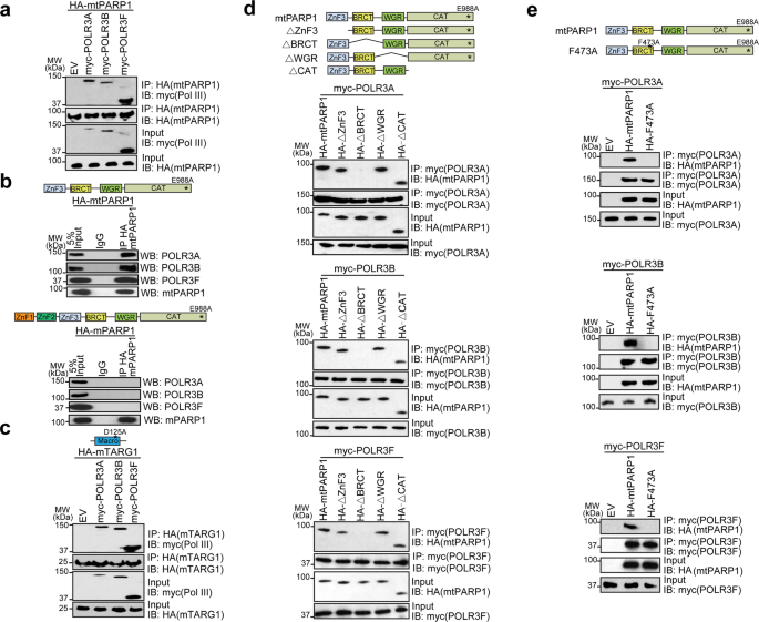 Fig. 2: The BRCT domain of tPARP1 interacts with the Pol III complex.