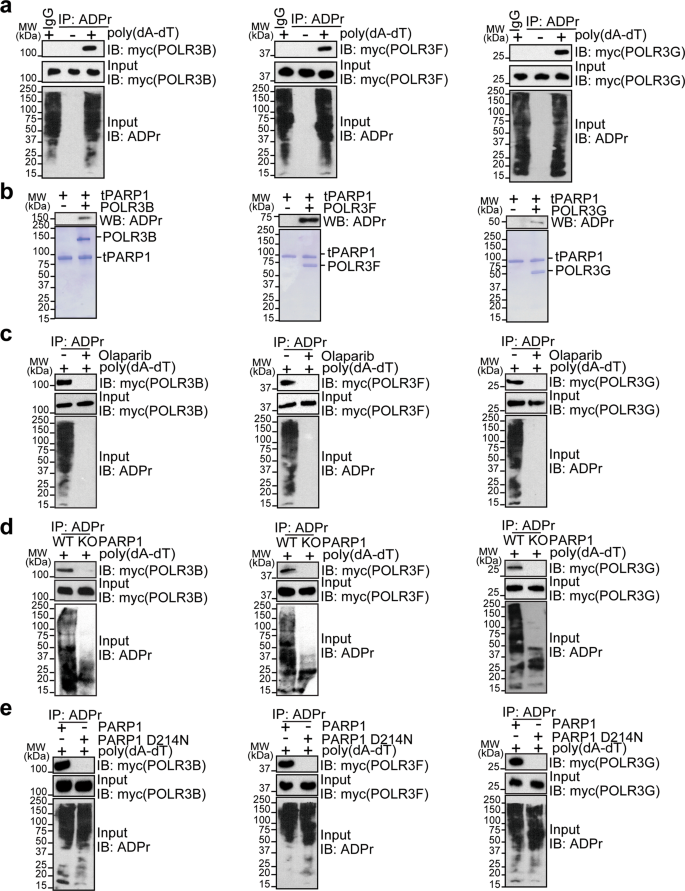 Fig. 5: RNA Pol III subunits are substrates of tPARP1.