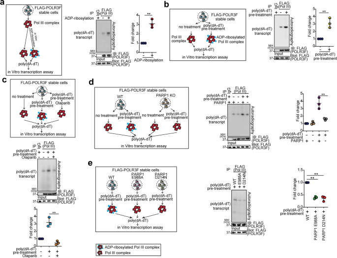 Fig. 6: tPARP1 enhances the activity of Pol III during apoptosis.