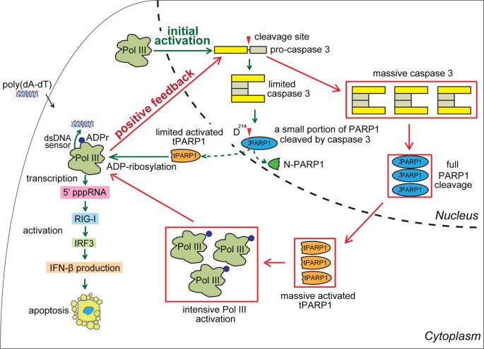 Fig. 8: A model of tPARP1-mediated RNA Pol III ADP-ribosylation forms a positive feedback loop to facilitate apoptosis.