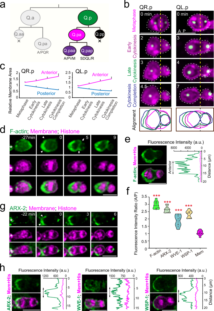 Fig. 1: Asymmetric plasma membrane expansion and cortical actin polymerization during Q.p cytokinesis.