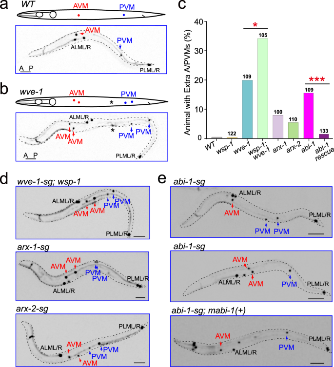 Fig. 3: Defects in asymmetric actin assembly generated extra Q.p progenies.