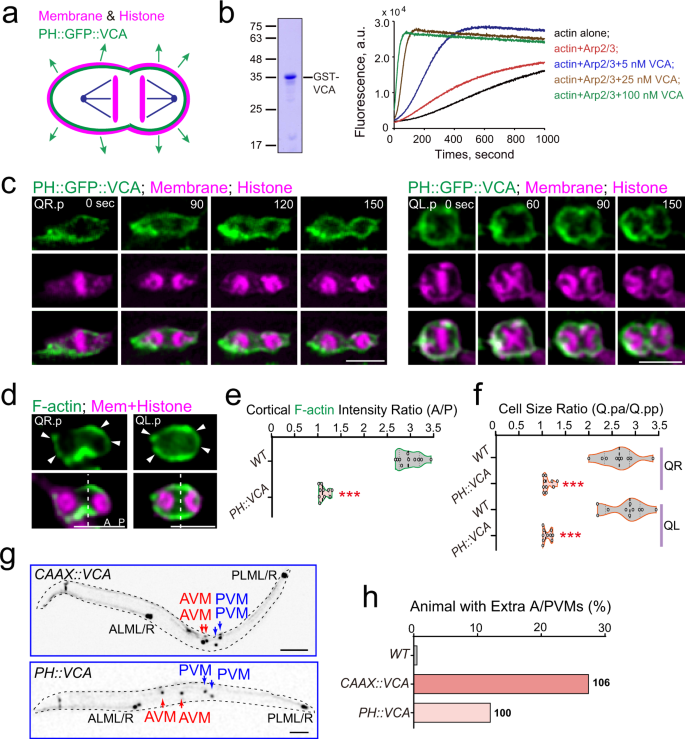 Fig. 4: Symmetric cortical actin polymerization disrupts Q.p ACD.