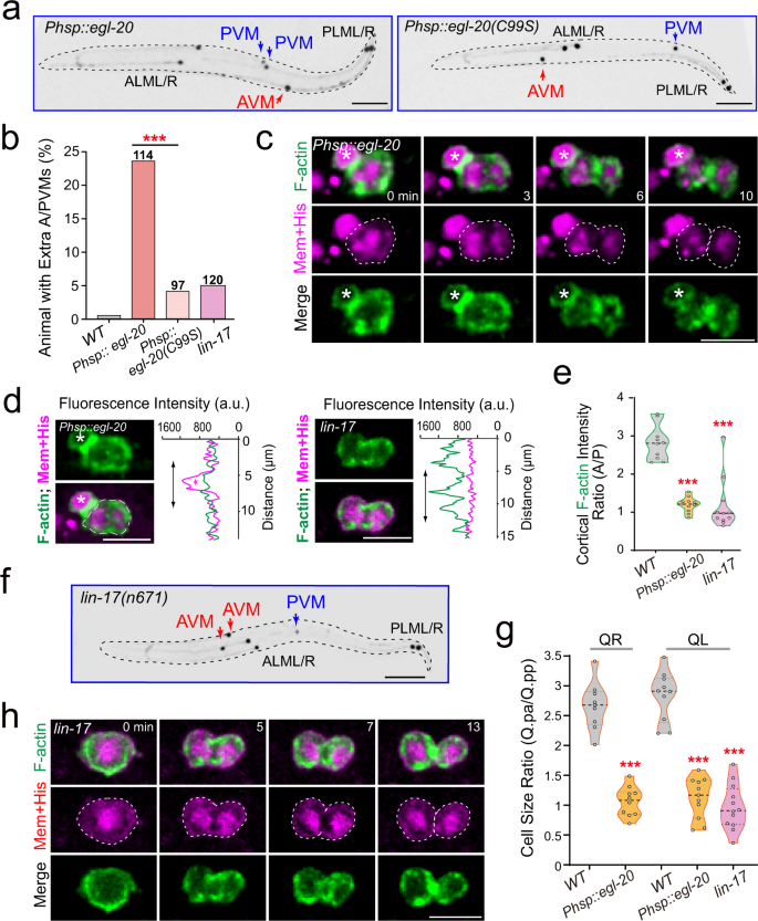 Fig. 5: Wnt signaling regulates Q.p ACD.