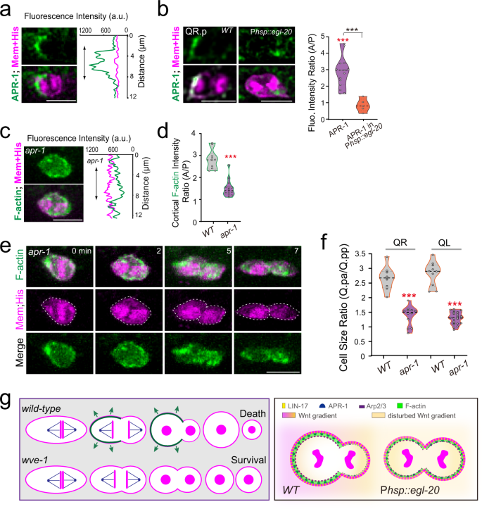 Fig. 6: Wnt signaling directs asymmetric actin assembly during Q.p ACD.