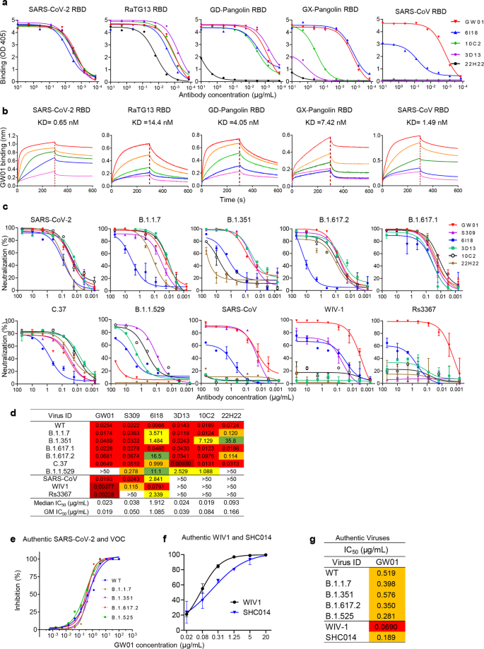 Fig. 1: Isolation of sarbecovirus-neutralizing antibody GW01 from COVID-19 patients.