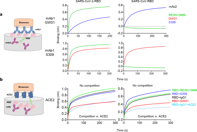 Fig. 2: GW01 binds to an RBD epitope distinct from that of REGN10989 and overlaps with the ACE2-binding site.