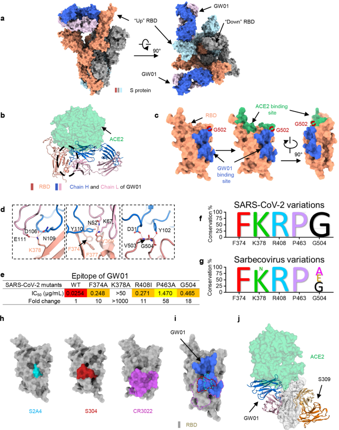 Fig. 3: GW01 targets a conserved RBD epitope shared by the spike proteins of different sarbecoviruses.