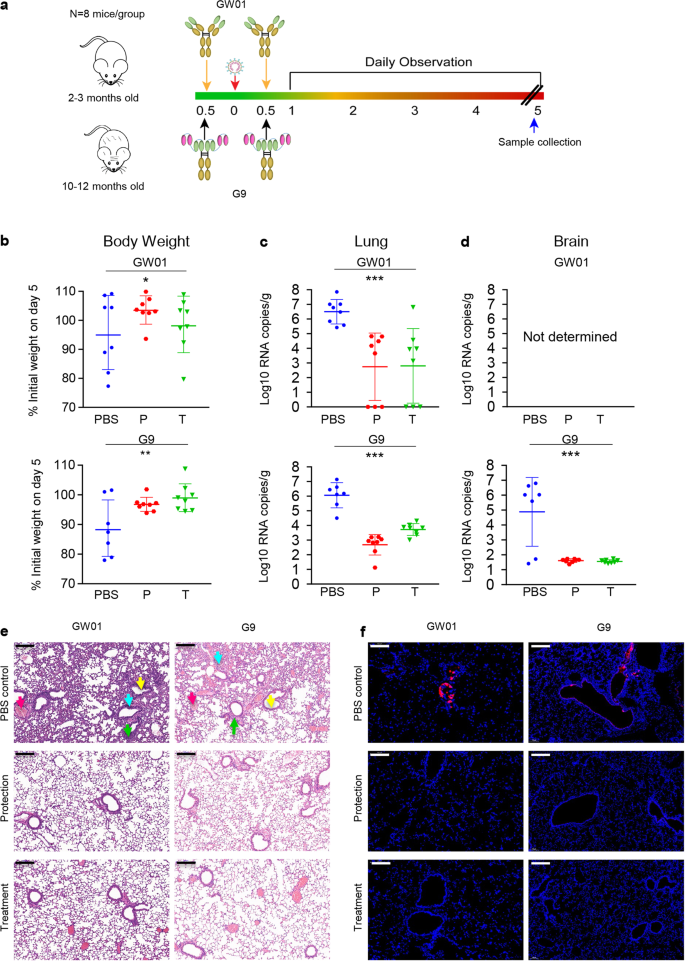 Fig. 5: Prophylactic and therapeutic effect of G9 against SARS-CoV-2 infection of lung, brain, and associated disease in hACE2-transgenic mice.