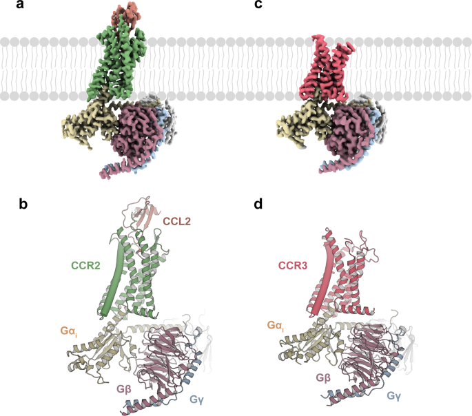 Fig. 1: Cryo-EM structures of the CCL2–CCR2–Gi and apo CCR3–Gi complexes.