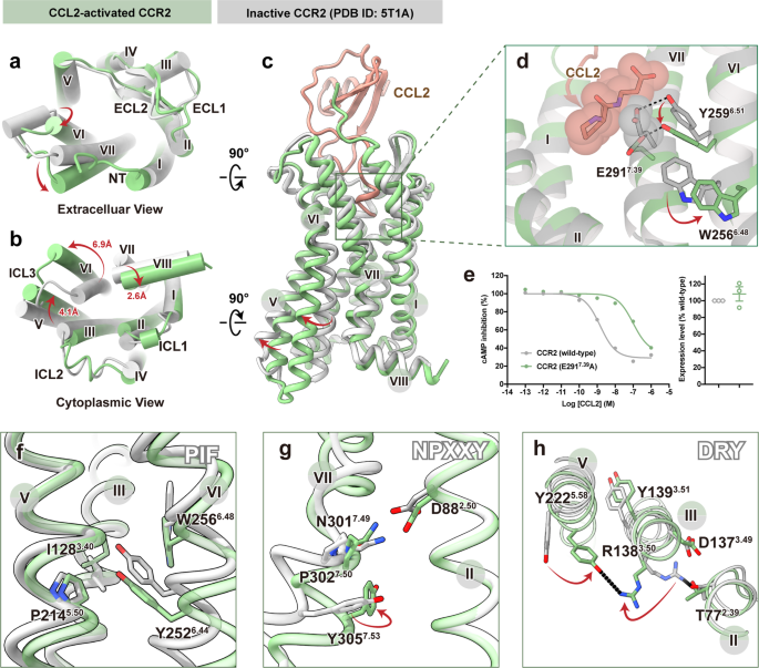 Fig. 3: Molecular basis for activation and G-protein coupling of CCR2 induced by CCL2.