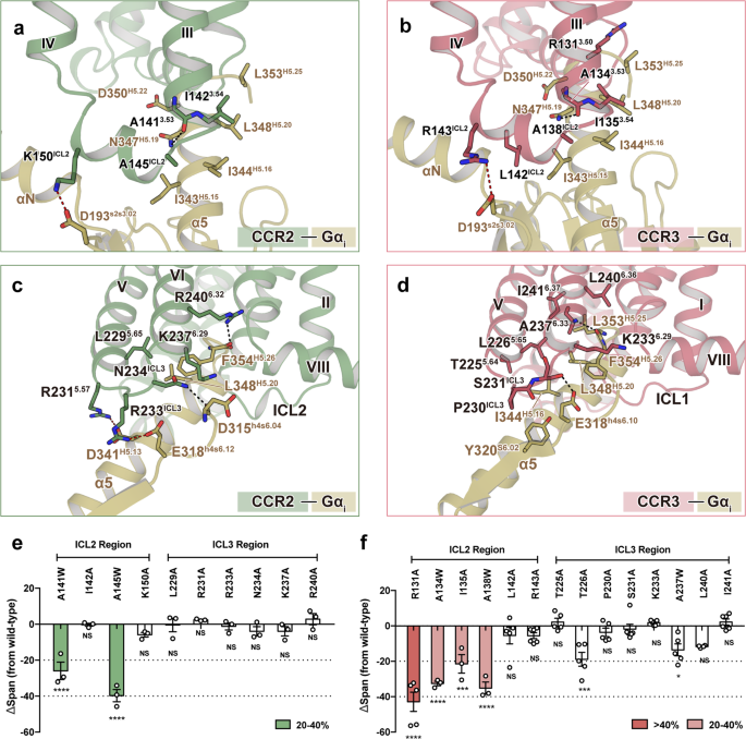 Fig. 4: Interactions between chemokine receptors and Gαi1.