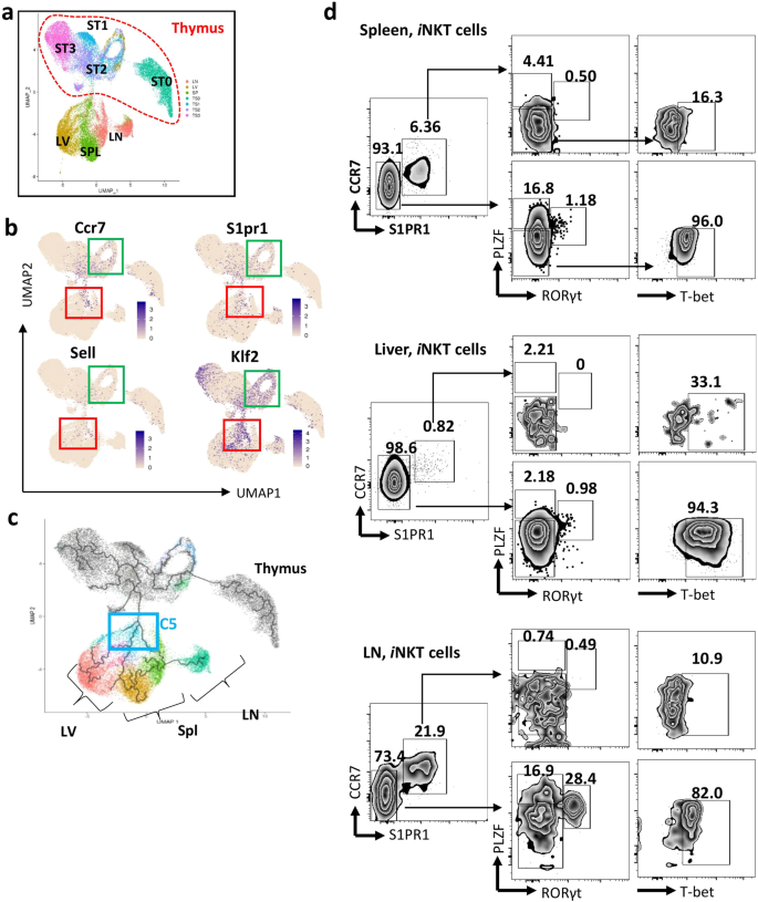 Fig. 4: Homing signatures profiles of iNKT cells from peripheral organs.