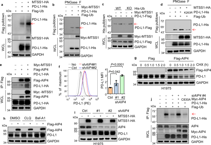 Fig. 4: MTSS1 promotes AIP4-mediated PD-L1 monoubiquitination at K263.