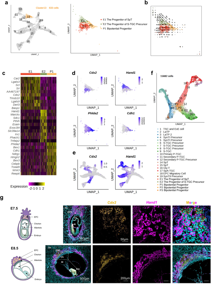 Cell-specific localization of Egam1c mRNA in the mouse placenta at