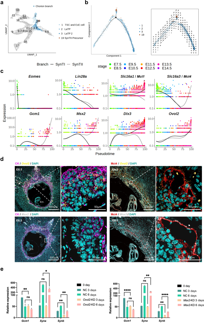 Cell-specific localization of Egam1c mRNA in the mouse placenta at