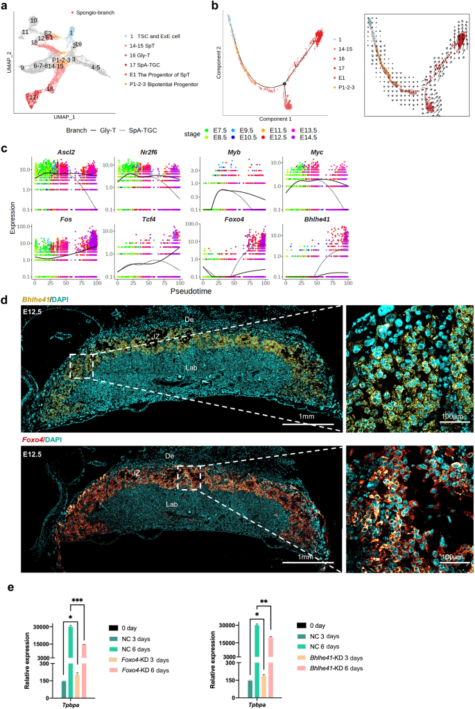 Cell-specific localization of Egam1c mRNA in the mouse placenta at