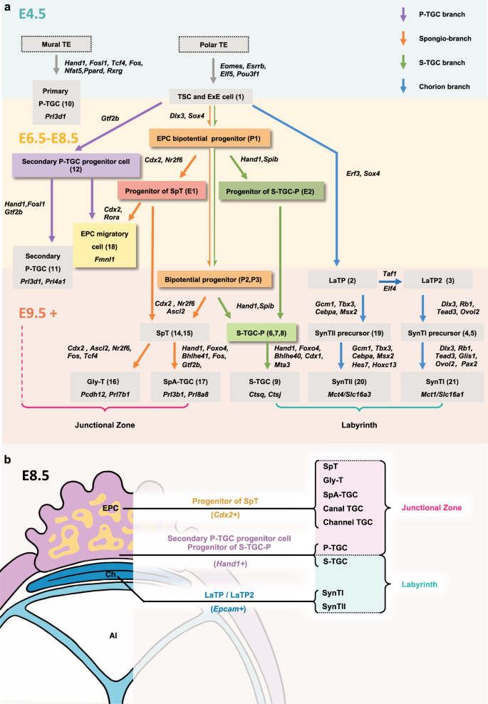 Cell-specific localization of Egam1c mRNA in the mouse placenta at