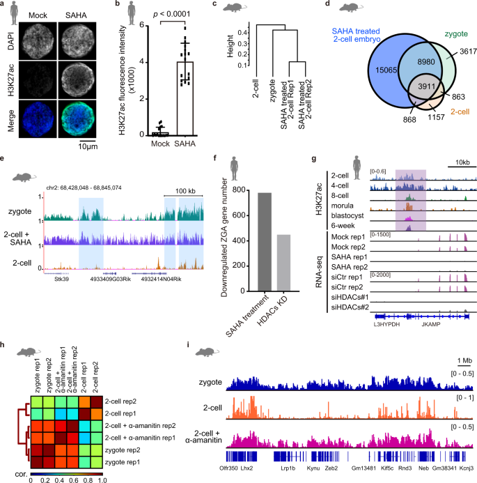 Fig. 4: HDACs are essential for the removal or transition of broad H3K27ac domains and ZGA in human.