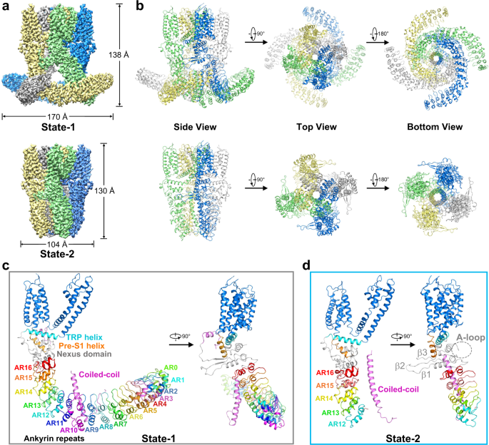 Fig. 1: Structure determination of the Drosophila TRPA1-A isoform.