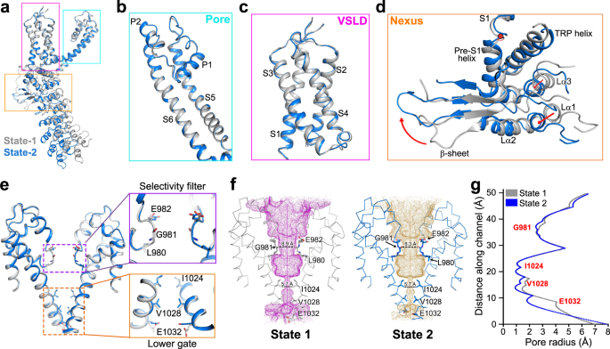 Fig. 2: Both dTRPA1-A structures are in the nonconductive state.