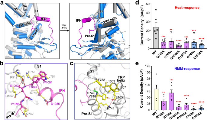 Fig. 3: IFH is stabilised in the state-1 structure of the dTRPA1-A isoform.