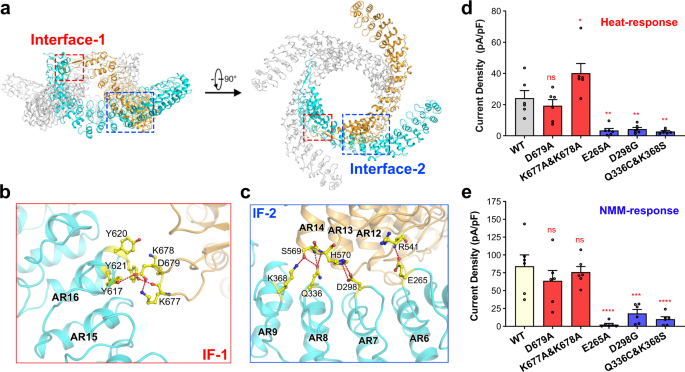 Fig. 5: ARD adopts a unique architecture in the state-1 structure of the dTRPA1-A isoform.