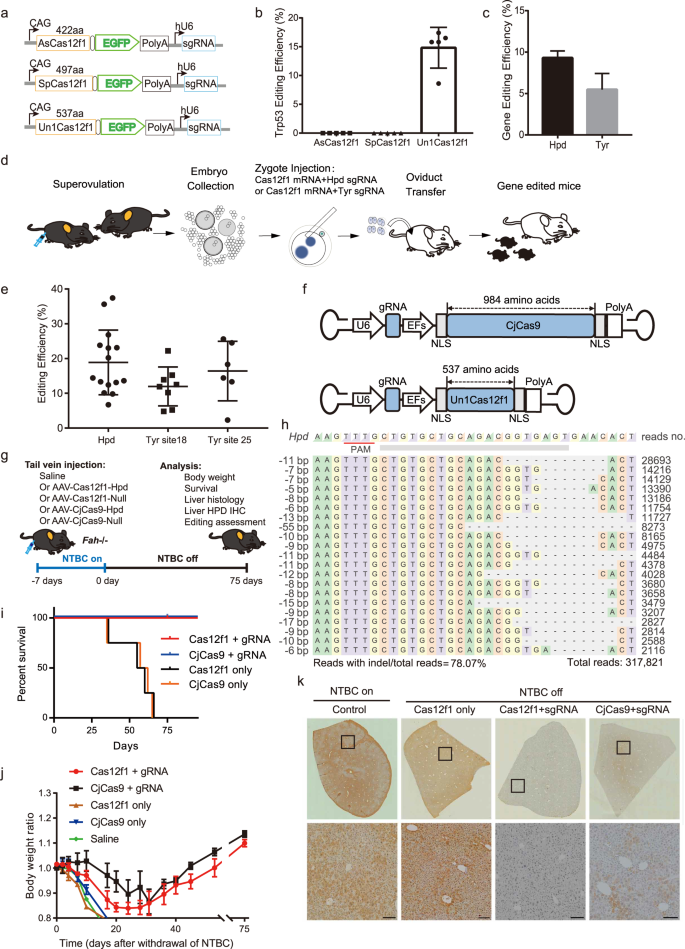 Fig. 1: In vivo gene editing and disease treatment using hypercompact Un1Cas12f1 in a mouse model of tyrosinaemia.