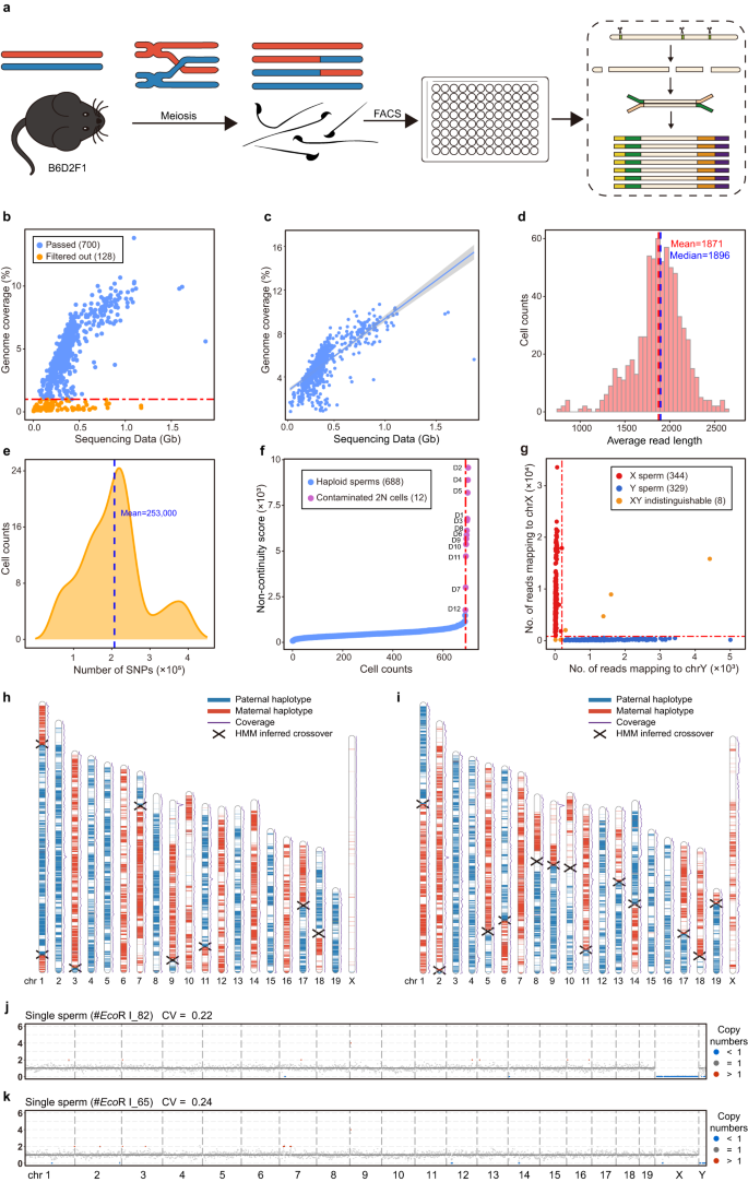 Fig. 3: Schematic charts of mouse sperm meiosis and phasing of genome using single-sperm Refresh-seq data.