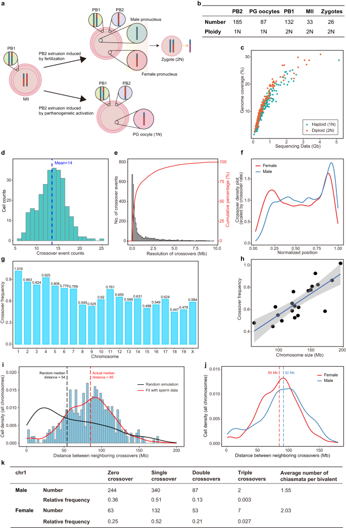 Fig. 7: Probing meiotic recombination features of female mice by Refresh-seq.