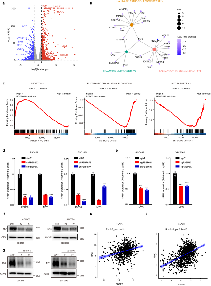 Fig. 3: RBBP6 depletion downregulated MYC expression.