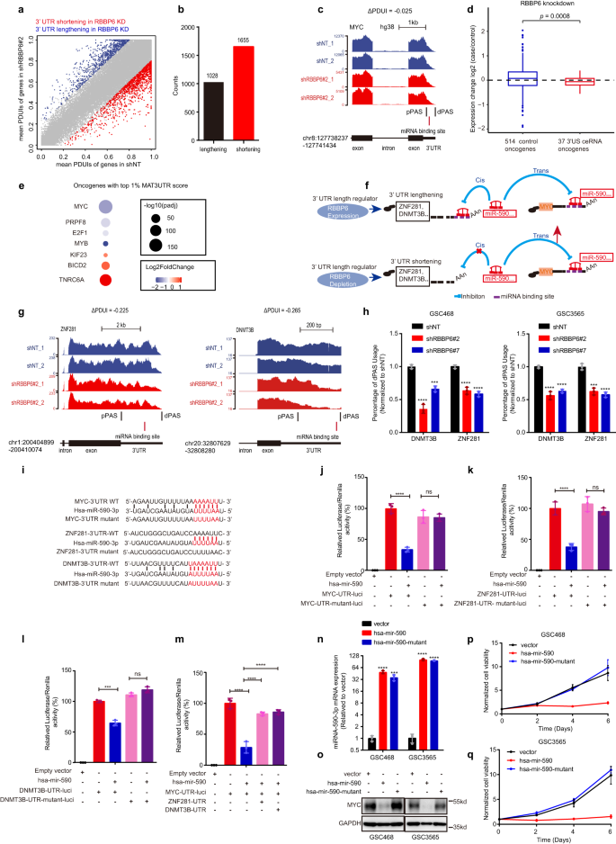 Fig. 4: RBBP6 depletion led to APA and decreased MYC expression in trans.