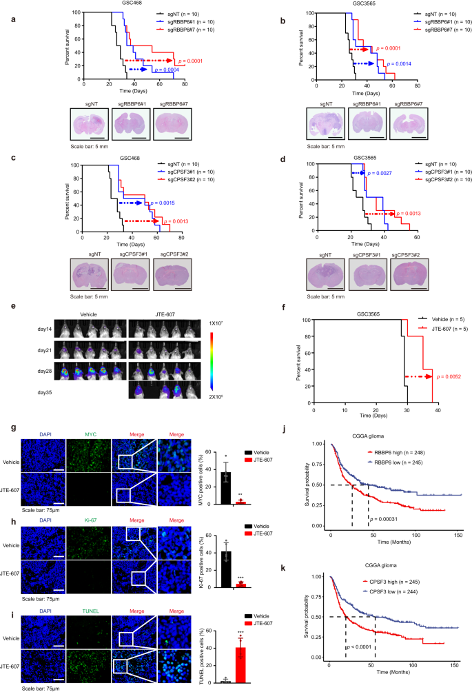 Fig. 6: Targeting RBBP6 and CPSF3 inhibitd GSC-derived xenograft growth in vivo.