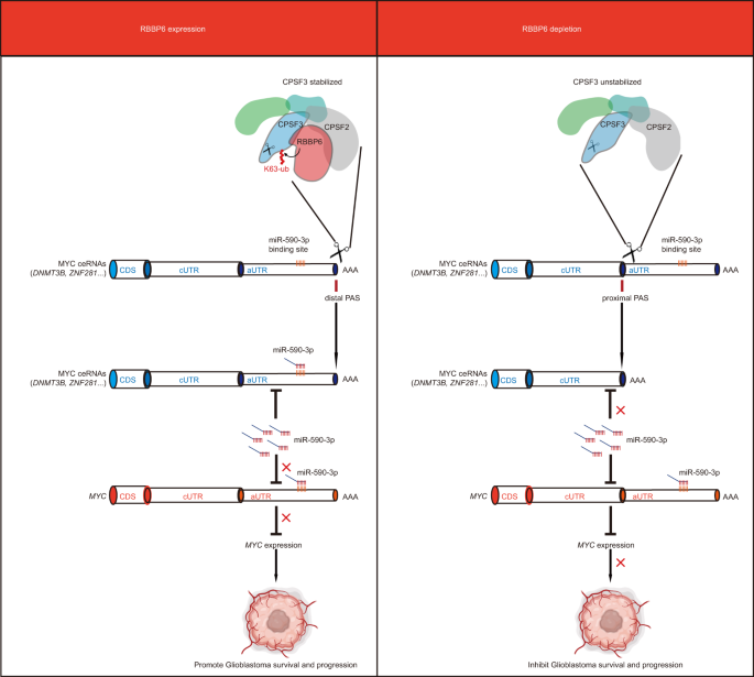 Fig. 7: Working model of RBBP6 in regulating GSCs.
