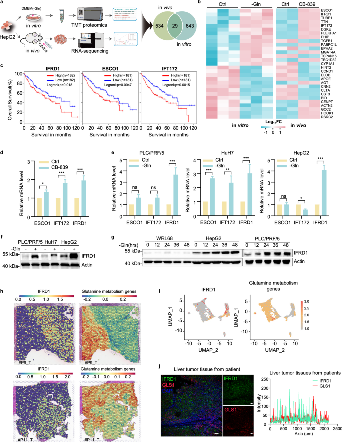 Fig. 1: IFRD1 upregulation in response to glutamine starvation in HCC.