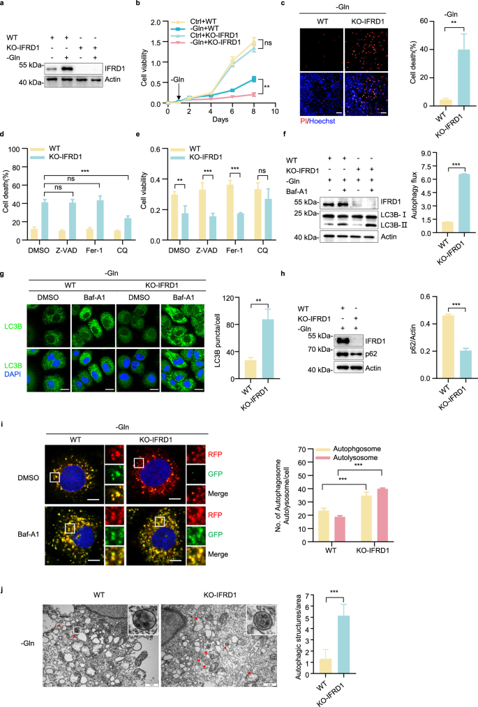 Fig. 2: IFRD1 deletion enhances autophagy flux and promotes cell death under glutamine starvation.