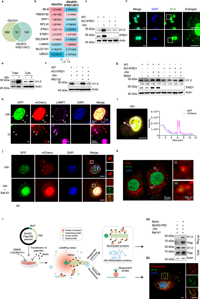 Fig. 5: IFRD1 deletion promotes nucleophagic degradation of H1.0 under glutamine starvation.