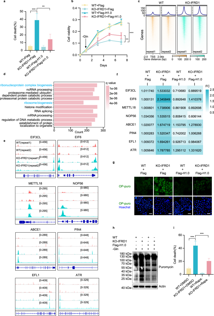 Fig. 6: IFRD1 deletion promotes protein synthesis via enhancing chromatin accessibility under glutamine starvation.